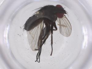  (Phytomyptera Janzen05 - CBG-A69981-B10)  @11 [ ] CreativeCommons - Attribution Share - Alike (2025) Centre for Biodiversity Genomics Centre for Biodiversity Genomics