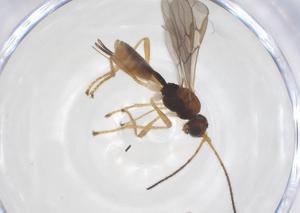  (Compsobracon Malaise9332 - CBG-A70006-F09)  @11 [ ] CreativeCommons - Attribution Share - Alike (2025) Centre for Biodiversity Genomics Centre for Biodiversity Genomics