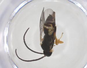  (Hypomicrogaster Janzen229 - CBG-A70006-G06)  @11 [ ] CreativeCommons - Attribution Share - Alike (2025) Centre for Biodiversity Genomics Centre for Biodiversity Genomics