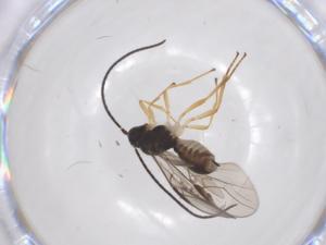  (opiMalaise01 Malaise9536 - CBG-A70008-D09)  @11 [ ] CreativeCommons - Attribution Share - Alike (2025) Centre for Biodiversity Genomics Centre for Biodiversity Genomics