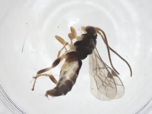  ( - CBG-A70061-E12)  @11 [ ] CreativeCommons - Attribution Share - Alike (2025) Centre for Biodiversity Genomics Centre for Biodiversity Genomics