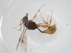  (tersiMalaise01 Malaise5903 - CBG-A70067-C05)  @11 [ ] CreativeCommons - Attribution Share - Alike (2025) Centre for Biodiversity Genomics Centre for Biodiversity Genomics