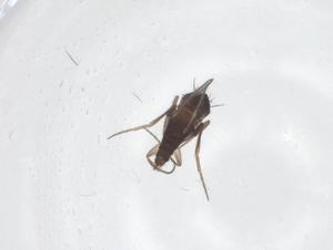  ( - CBG-A70080-F04)  @11 [ ] CreativeCommons - Attribution Share - Alike (2025) Centre for Biodiversity Genomics Centre for Biodiversity Genomics