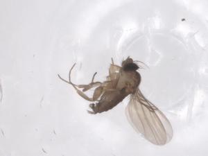  ( - CBG-A70081-G08)  @11 [ ] CreativeCommons - Attribution Share - Alike (2025) Centre for Biodiversity Genomics Centre for Biodiversity Genomics