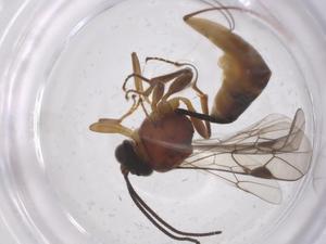  ( - CBG-A70092-A07)  @11 [ ] CreativeCommons - Attribution Share - Alike (2025) Centre for Biodiversity Genomics Centre for Biodiversity Genomics