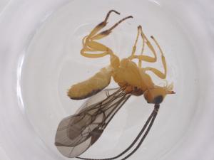  ( - CBG-A64513-A11)  @11 [ ] CreativeCommons - Attribution Share - Alike (2025) Centre for Biodiversity Genomics Centre for Biodiversity Genomics