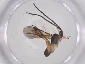  (Glyptapanteles Malaise7630 - CBG-A64513-F03)  @11 [ ] CreativeCommons - Attribution Share - Alike (2025) Centre for Biodiversity Genomics Centre for Biodiversity Genomics