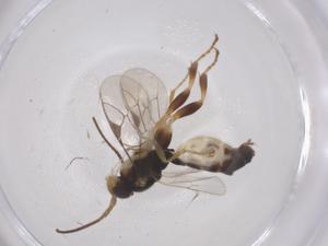  ( - CBG-A64513-F10)  @11 [ ] CreativeCommons - Attribution Share - Alike (2025) Centre for Biodiversity Genomics Centre for Biodiversity Genomics