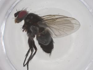  ( - CBG-A64514-D03)  @11 [ ] CreativeCommons - Attribution Share - Alike (2025) Centre for Biodiversity Genomics Centre for Biodiversity Genomics