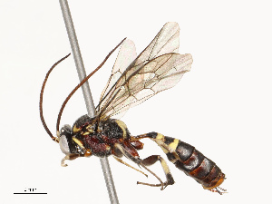  ( - CBG-A67840-B02)  @11 [ ] CreativeCommons - Attribution Share - Alike (2025) CBG Photography Group Centre for Biodiversity Genomics