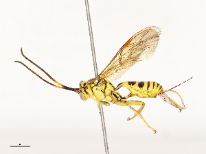  ( - CBG-A67840-B08)  @11 [ ] CreativeCommons - Attribution Share - Alike (2025) CBG Photography Group Centre for Biodiversity Genomics