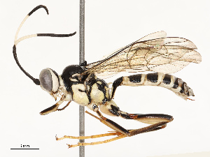  ( - CBG-A67840-C06)  @11 [ ] CreativeCommons - Attribution Share - Alike (2025) CBG Photography Group Centre for Biodiversity Genomics