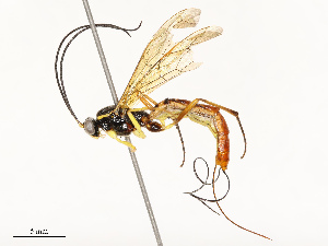  ( - CBG-A67840-G08)  @11 [ ] CreativeCommons - Attribution Share - Alike (2025) CBG Photography Group Centre for Biodiversity Genomics
