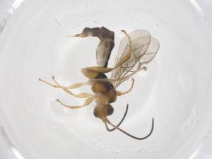  ( - CBG-A69400-G02)  @11 [ ] CreativeCommons - Attribution Share - Alike (2025) Centre for Biodiversity Genomics Centre for Biodiversity Genomics