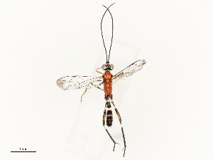  ( - CBG-A69615-B07)  @11 [ ] CreativeCommons - Attribution Share - Alike (2025) CBG Photography Group Centre for Biodiversity Genomics