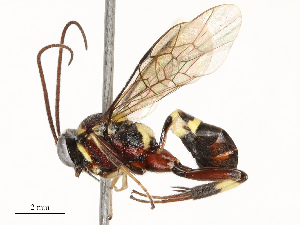  ( - CBG-A69615-C03)  @11 [ ] CreativeCommons - Attribution Share - Alike (2025) CBG Photography Group Centre for Biodiversity Genomics