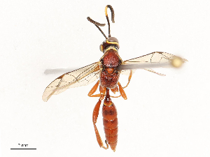  ( - CBG-A69621-G05)  @11 [ ] CreativeCommons - Attribution Share - Alike (2025) CBG Photography Group Centre for Biodiversity Genomics