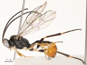  ( - CBG-A69622-B06)  @11 [ ] CreativeCommons - Attribution Share - Alike (2025) CBG Photography Group Centre for Biodiversity Genomics