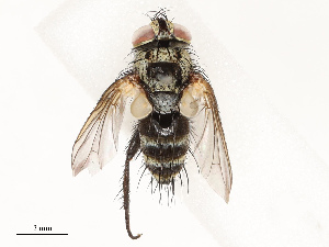  (tachMalaise01 Malaise2917 - CBG-A69630-G03)  @11 [ ] CreativeCommons - Attribution Share - Alike (2025) CBG Photography Group Centre for Biodiversity Genomics