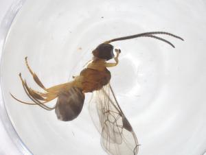  ( - CBG-A69736-A06)  @11 [ ] CreativeCommons - Attribution Share - Alike (2025) Centre for Biodiversity Genomics Centre for Biodiversity Genomics