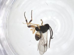  (Glyptapanteles Whitfield273 - CBG-A69747-H09)  @11 [ ] CreativeCommons - Attribution Share - Alike (2025) Centre for Biodiversity Genomics Centre for Biodiversity Genomics