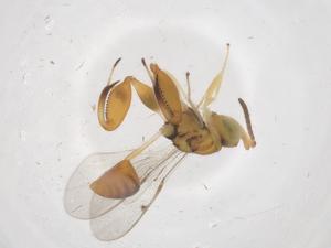  (chalMalaise01 Malaise8050 - CBG-A69750-G06)  @11 [ ] CreativeCommons - Attribution Share - Alike (2025) Centre for Biodiversity Genomics Centre for Biodiversity Genomics