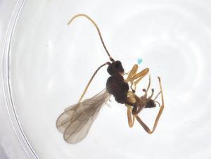  ( - CBG-A69751-H09)  @11 [ ] CreativeCommons - Attribution Share - Alike (2025) Centre for Biodiversity Genomics Centre for Biodiversity Genomics