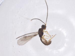  (Heterospilus Malaise6531 - CBG-A69771-E05)  @11 [ ] CreativeCommons - Attribution Share - Alike (2025) Centre for Biodiversity Genomics Centre for Biodiversity Genomics