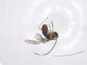  ( - CBG-A69771-G11)  @11 [ ] CreativeCommons - Attribution Share - Alike (2025) Centre for Biodiversity Genomics Centre for Biodiversity Genomics