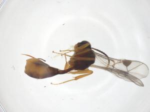  ( - CBG-A69889-H04)  @11 [ ] CreativeCommons - Attribution Share - Alike (2025) Centre for Biodiversity Genomics Centre for Biodiversity Genomics