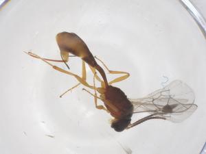  ( - CBG-A69891-F07)  @11 [ ] CreativeCommons - Attribution Share - Alike (2025) Centre for Biodiversity Genomics Centre for Biodiversity Genomics