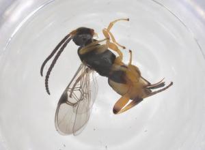  (Hypomicrogaster Whitfield23 - CBG-A70397-F07)  @11 [ ] CreativeCommons - Attribution Share - Alike (2025) Centre for Biodiversity Genomics Centre for Biodiversity Genomics