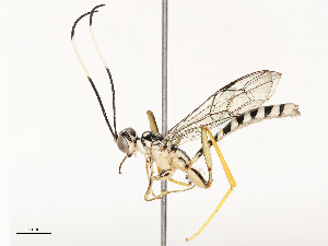  ( - CBG-B12450-B05)  @11 [ ] CreativeCommons - Attribution Share - Alike (2025) CBG Photography Group Centre for Biodiversity Genomics