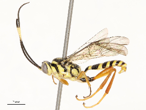  ( - CBG-B12450-E08)  @11 [ ] CreativeCommons - Attribution Share - Alike (2025) CBG Photography Group Centre for Biodiversity Genomics