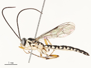  ( - CBG-B12450-H05)  @11 [ ] CreativeCommons - Attribution Share - Alike (2025) CBG Photography Group Centre for Biodiversity Genomics
