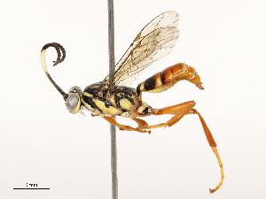  ( - CBG-A69582-G12)  @11 [ ] CreativeCommons - Attribution Share - Alike (2025) CBG Photography Group Centre for Biodiversity Genomics