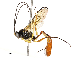  ( - CBG-A69583-A04)  @11 [ ] CreativeCommons - Attribution Share - Alike (2025) CBG Photography Group Centre for Biodiversity Genomics