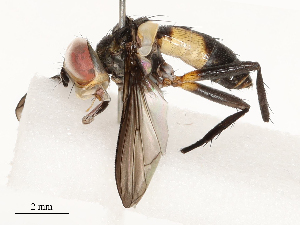  ( - CBG-A69583-E11)  @11 [ ] CreativeCommons - Attribution Share - Alike (2025) CBG Photography Group Centre for Biodiversity Genomics