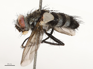  ( - CBG-A69584-B11)  @11 [ ] CreativeCommons - Attribution Share - Alike (2025) CBG Photography Group Centre for Biodiversity Genomics