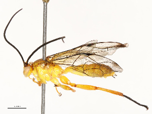  (Neotheronia Malaise1874 - CBG-A69589-C12)  @11 [ ] CreativeCommons - Attribution Share - Alike (2025) CBG Photography Group Centre for Biodiversity Genomics