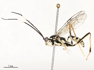  ( - CBG-A69589-D02)  @11 [ ] CreativeCommons - Attribution Share - Alike (2025) CBG Photography Group Centre for Biodiversity Genomics