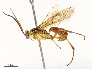  ( - CBG-A69590-D05)  @11 [ ] CreativeCommons - Attribution Share - Alike (2025) CBG Photography Group Centre for Biodiversity Genomics