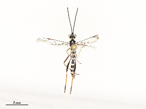  ( - CBG-A69590-E12)  @11 [ ] CreativeCommons - Attribution Share - Alike (2025) CBG Photography Group Centre for Biodiversity Genomics