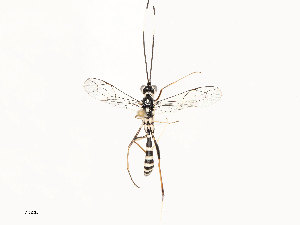  ( - CBG-A69590-G01)  @11 [ ] CreativeCommons - Attribution Share - Alike (2025) CBG Photography Group Centre for Biodiversity Genomics