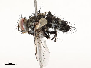  ( - CBG-A69631-G01)  @11 [ ] CreativeCommons - Attribution Share - Alike (2025) CBG Photography Group Centre for Biodiversity Genomics