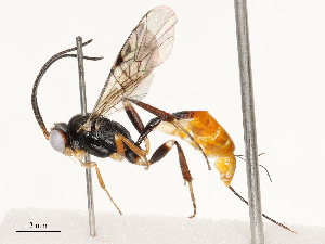  ( - CBG-A69632-B03)  @11 [ ] CreativeCommons - Attribution Share - Alike (2025) CBG Photography Group Centre for Biodiversity Genomics