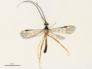  ( - CBG-A69633-E02)  @11 [ ] CreativeCommons - Attribution Share - Alike (2025) CBG Photography Group Centre for Biodiversity Genomics