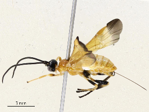  ( - CBG-A69633-G02)  @11 [ ] CreativeCommons - Attribution Share - Alike (2025) CBG Photography Group Centre for Biodiversity Genomics