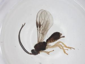  ( - CBG-A70039-A10)  @11 [ ] CreativeCommons - Attribution Share - Alike (2025) Centre for Biodiversity Genomics Centre for Biodiversity Genomics