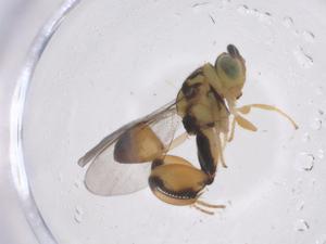  (chalJanzen01 Janzen6611 - CBG-A70042-D09)  @11 [ ] CreativeCommons - Attribution Share - Alike (2025) Centre for Biodiversity Genomics Centre for Biodiversity Genomics